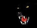 dark_dog1024_768.jpg
