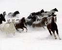 horses_running1024_768.jpg