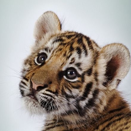 beautiful tiger wallpapers wallpapers tiger. beautiful tiger wallpapers