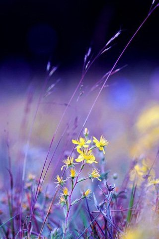 400 iPhone + iPod Wallpapers